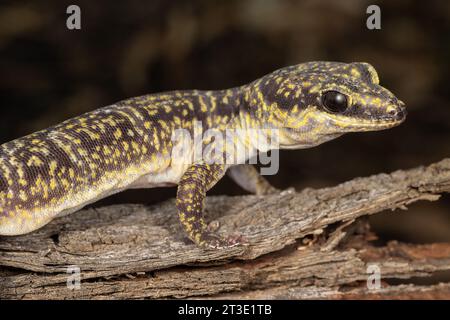 Australian Inland Marbled Velvet Gecko Stock Photo