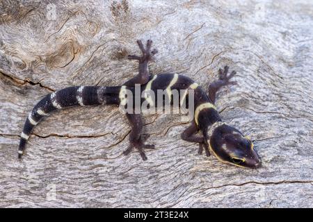 Australian Inland Marbled Velvet Gecko Stock Photo