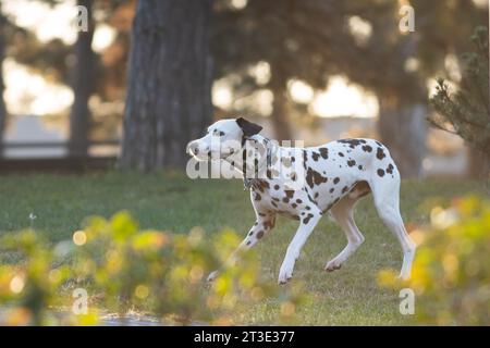 Spotted dog mid-jump in park Stock Photo