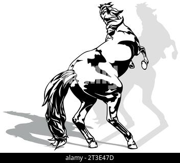 Drawing of Rising Horse on a Hind Legs Stock Vector