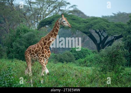 Young female Uganda giraffe walking through a meadow with acacia forest in background at Lake Nakuru National Park, Kenya Stock Photo