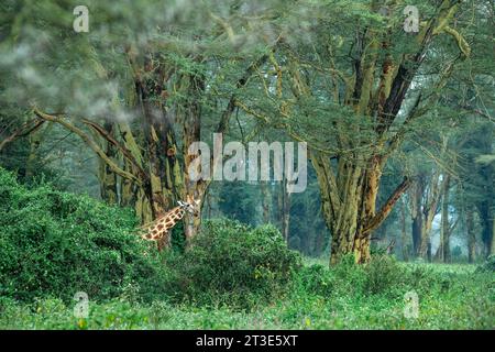 Baringo or Rothschild's giraffe in its natural habitat camouflaged against a yellow fever tree at Lake Nakuru National Park, Kenya Stock Photo