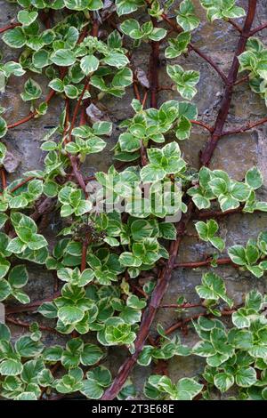 HYDRANGEA petiolaris Mirranda, Climbing hydrangea, Greyish-green leaves with golden yellow-edged variegation Stock Photo