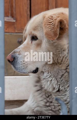 A big white dog looking ahead Stock Photo
