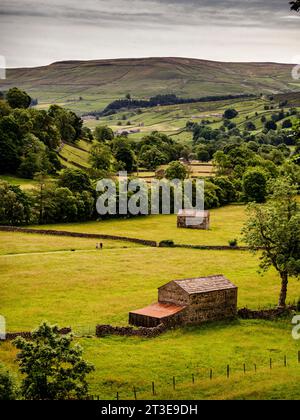 Muker meadow, with its hay barns and dry stone walls the signature of these famous flower-rich hay meadows in Swaledale, UK Stock Photo