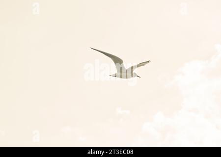 Seagull flying in the sky. Stock Photo