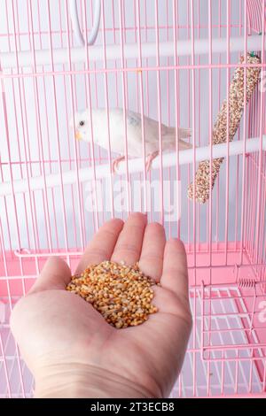 A budgie sits in a cage and looks at a human hand with food. Stock Photo