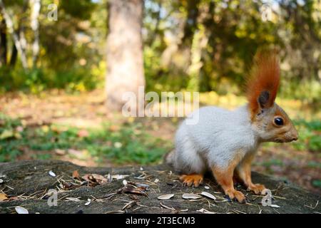 A gray squirrel sits on a stump in an autumn forest. Side view Stock Photo