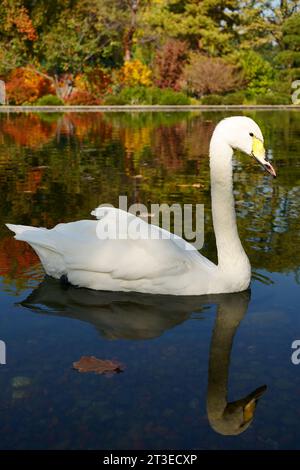 A white swan on an autumn background of yellow and green trees floats on a pond Stock Photo
