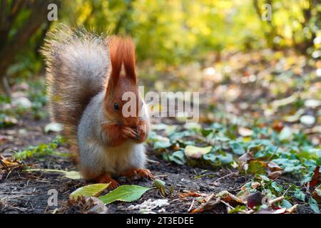 A gray squirrel in an autumn park eats a nut on the ground. Stock Photo