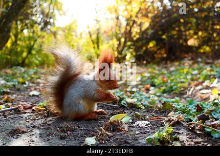 A squirrel sits in the sun and eats nuts on the ground. Side view Stock Photo