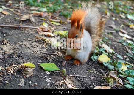 On the ground, a squirrel eats a nut. Autumn Leaves Stock Photo