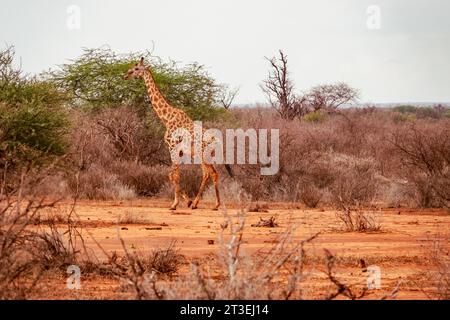 A lone reticulated giraffe at Tsavo East National Park, Kenya Stock Photo