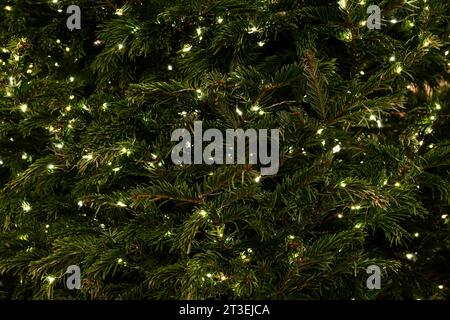 Fir tree branches with glowing yellow Christmas light as background. Close-up on fir branches with glowing garland. Stock Photo