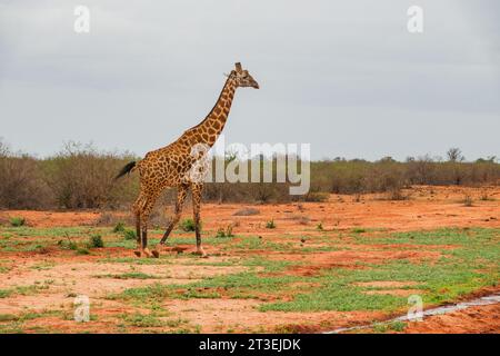 A lone reticulated giraffe at Tsavo East National Park, Kenya Stock Photo