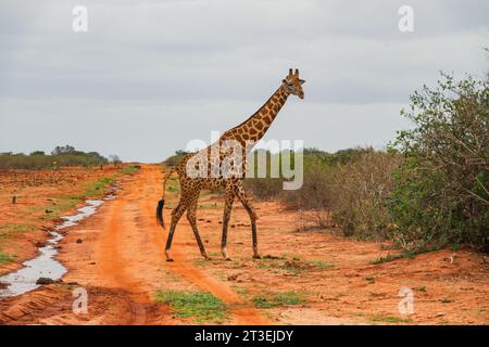 A lone reticulated giraffe at Tsavo East National Park, Kenya Stock Photo
