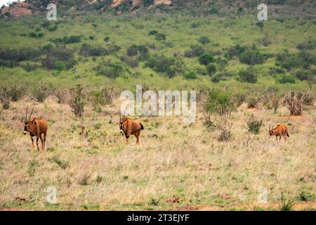 A herd of fringe-eared oryx - Oryx callotis in the panoramicsavannah grassland landscapes of Tsavo East National Park in Kenya Stock Photo