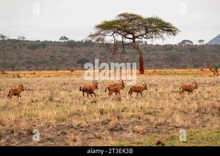 A herd of fringe-eared oryx - Oryx callotis in the panoramicsavannah grassland landscapes of Tsavo East National Park in Kenya Stock Photo