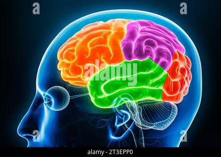 Cerebral cortex lobes in color profile view x-ray 3D rendering illustration. Human brain anatomy, neurology, neuroscience, medical and healthcare, bio Stock Photo