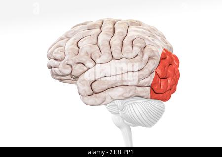 Occipital lobe of the cerebral cortex profile view close-up 3D ...