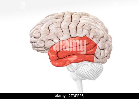 Cerebral cortex temporal lobe in red color profile view isolated on white background 3D rendering illustration. Human brain anatomy, neurology, neuros Stock Photo