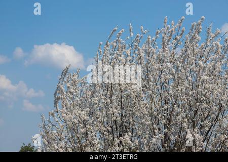 Selective Focus Of Beautiful Branches Of Plum Blossoms On The Tree 