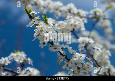 Selective Focus Of Beautiful Branches Of Plum Blossoms On The Tree 