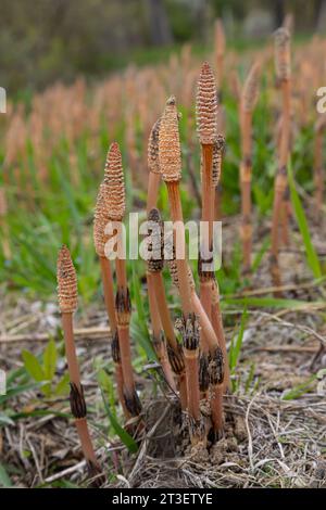 Equisetum arvense, the field horsetail or common horsetail, is an herbaceous perennial plant of the family Equisetaceae. Horsetail plant Equisetum arv Stock Photo