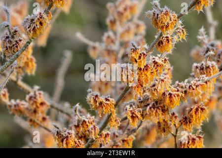 Hamamelis x intermedia Vesna, witch hazel Vesna, deciduous winter flowering shrub, frost covered golden orange spider like flowers in late winter, Stock Photo