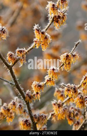Hamamelis x intermedia Vesna, witch hazel Vesna, deciduous winter flowering shrub, frost covered golden orange spider like flowers in late winter, Stock Photo