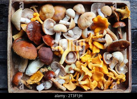 Box of fresh mixed forest mushrooms on wooden table . Stock Photo