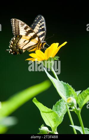 Eastern Tiger Swallowtail butterfly perched on a yellow flower Stock Photo
