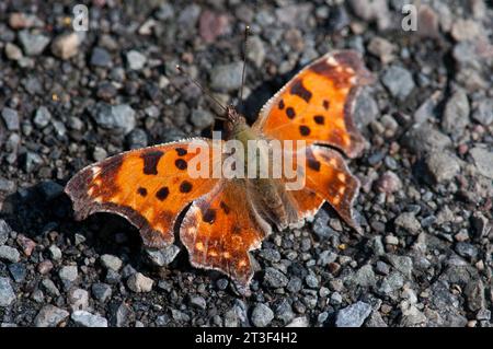 Eastern Comma butterfly on the ground in New York Stock Photo