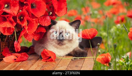 Cute little kitten with poppies flowers lying on a wooden table in the field in summer Stock Photo