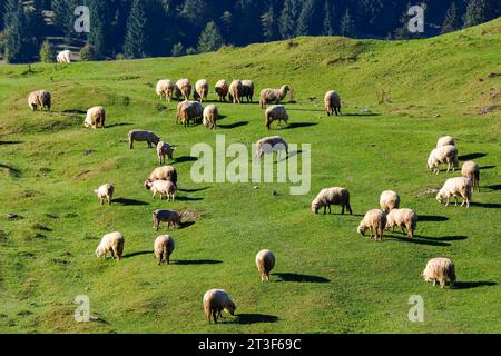 flock of sheep grazing on the steep grassy hill. beautiful nature scenery on a sunny day in autumn. bihor county, romania Stock Photo