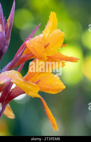 Vertical image of Canna x Pacific Beauty lily in a summer garden. Stock Photo