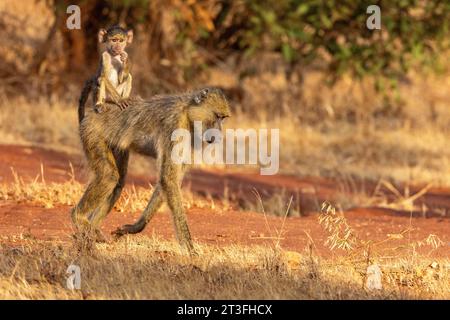 Kenya, Tsavo east national park, yellow baboon (Papio hamadryas cynocephalus), female carrying her baby Stock Photo
