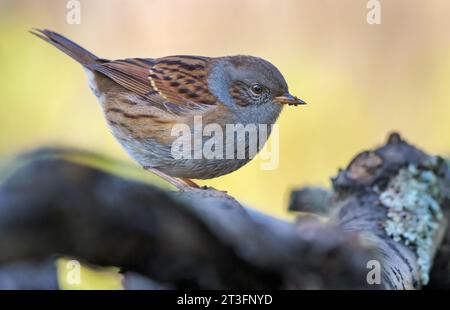 Crawling Dunnock (prunella modularis) stands on top of old branches in colorful autumn environment Stock Photo