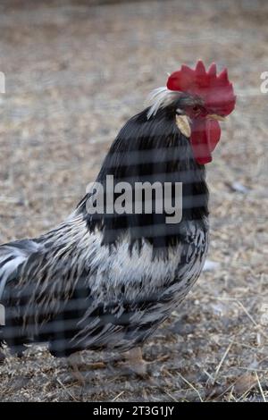 Icelandic rooster Stock Photo
