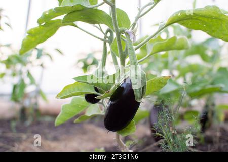 Eggplant in the garden grows in a greenhouse in the garden. Fresh harvest. Stock Photo