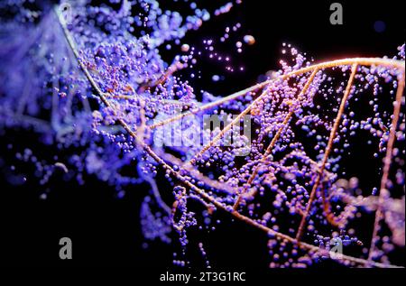 Chromosome spiral strand of DNA helix with blue neon light particles.3D illustration Stock Photo