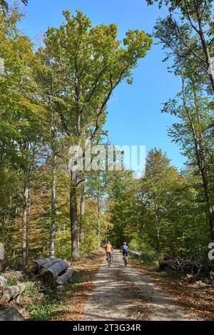 nice senior girlfriends cycling with their electric bicycles in the autumnal forest of the Schwaebische Alb in Baden-Wuerttemberg, Germany Stock Photo
