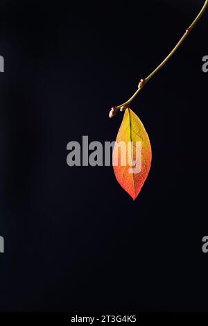 An orange and yellow autumn leaf on a twig against a black background. Stock Photo