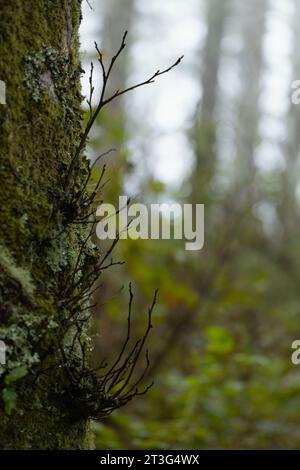 Small, branches protruding from the side of a lichen and moss covered tree in a foggy, creepy forest. Stock Photo