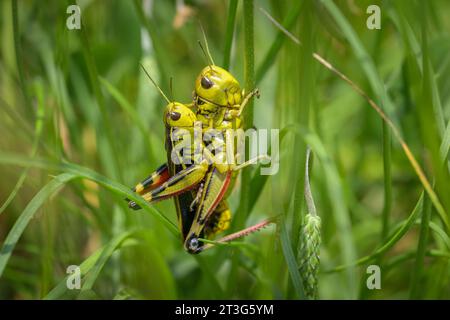 Two Large Banded Grasshoppers (Arcyptera fusca) sitting on grass, sunny day in summer, South Tyrol (Italy) Stock Photo