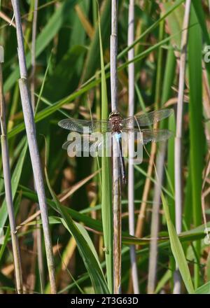 Lesser Emperor (Anax parthenope) worn male at rest  East Ruston Common, Norfolk, UK.            July Stock Photo