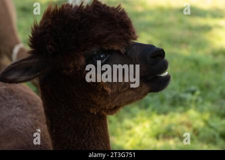 A brown alpaca with a silly grin looks like a billygoat Stock Photo