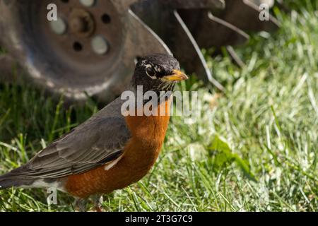 A robin taking interest in gardening, standing in front of a wheelbarrow Stock Photo