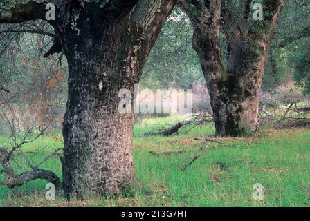 Oaks off Espinosa Trail, Pine Mountain Wilderness, Cleveland National Forest, California Stock Photo