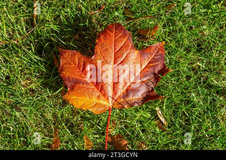 Sycamore leaf in autumn sunshine. Stock Photo